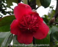 Anemoniflora / Cannero