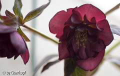 Helli raspberry ripple