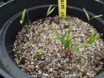 Acer griseum Germination March 2015