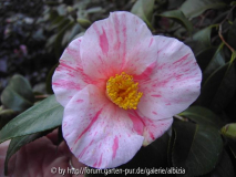 Sämling Camellia japonica