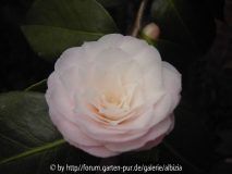 Sämling Camellia japonica (2)