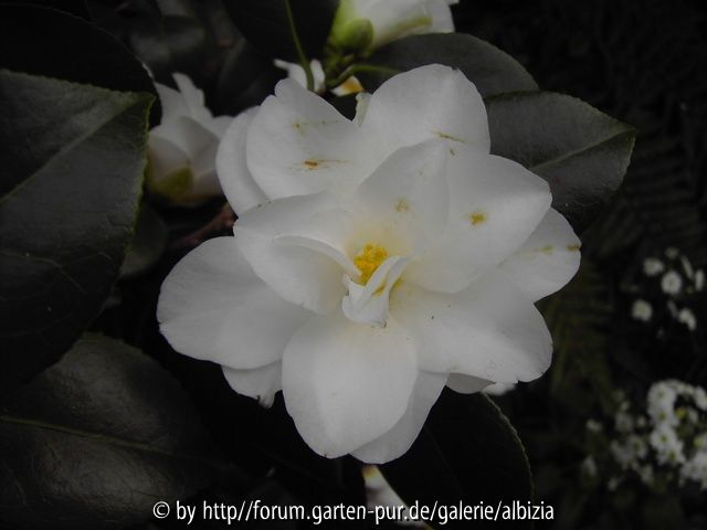 Sämling Camellia japonica (3)