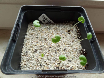 Syneilesis palmata ex Kiko Germination M