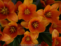 Tulipa kaufmanniana 