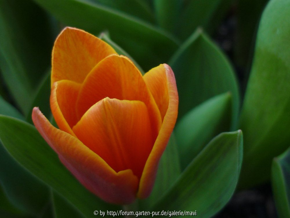 Tulipa kaufmanniana 