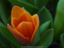 Tulipa kaufmanniana 