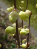 Corylopsis pauciflora