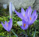 Crocus veluchensis