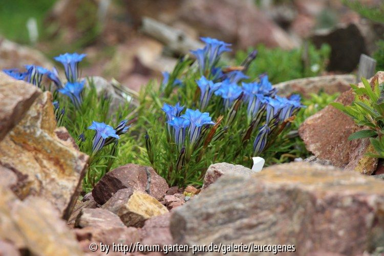 Gentiana sino-ornata