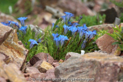 Gentiana sino-ornata