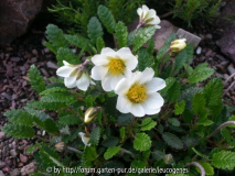 Dryas octopetala