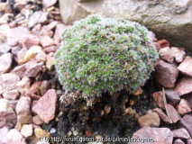 Chionohebe pulvinaris
