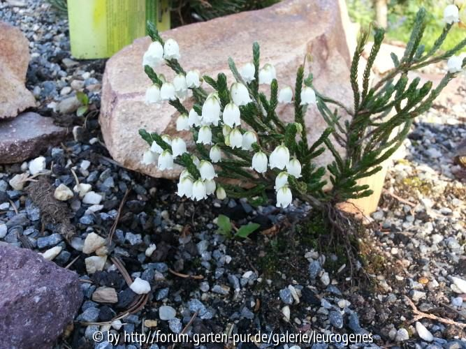 Cassiope Edinburgh