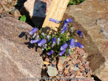 Campanula zoysii