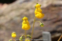 Calceolaria polyrhiza