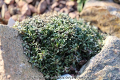 Helichrysum procurrens