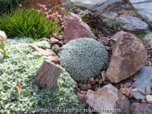 Helichrysum pagophilum