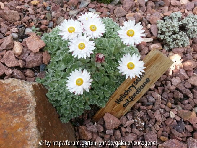 Helichrysum milfordiane Blüte