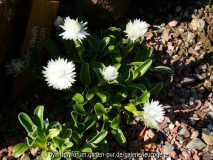 Helichrysum marginatum