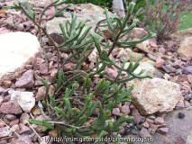 Hebe tetrasticha