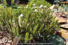 Hebe pauciramosa var_masonae