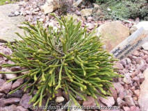Hebe imbricata ssp_poppelwellii
