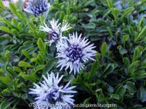 Globularia cordifolia