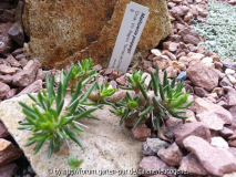 Maihuenia poeppigii