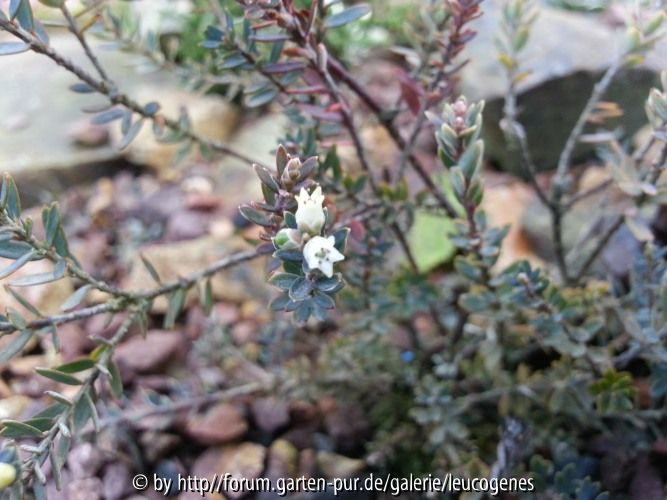 Leucopogon suaveolens