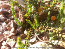 Leucopogon fraseri Frucht