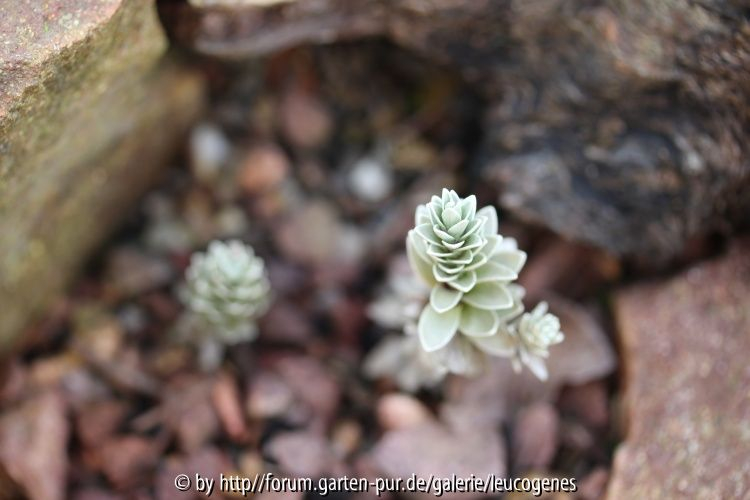 Leucogenes neglecta