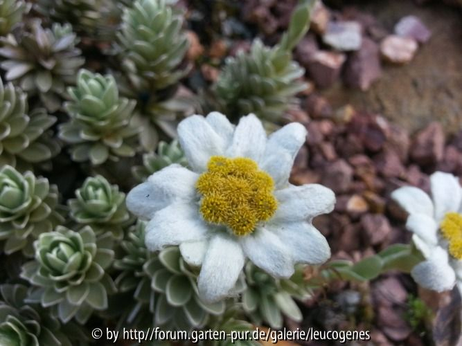 Leucogenes leontopodium Blüte