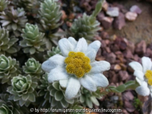 Leucogenes leontopodium Blüte