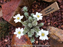 Leucogenes leontopodium Blüte
