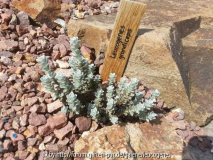 Leucogenes grandiceps