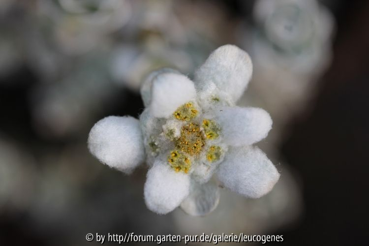 Leucogenes grandiceps Blüte
