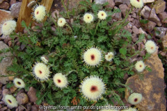 Leptinella dendyi