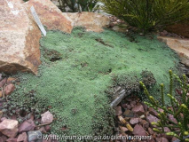 Raoulia lutescens