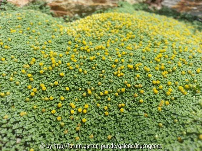 Raoulia lutescens