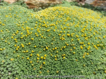 Raoulia lutescens