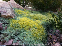 Raoulia lutescens