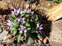 Physoplexis comosa