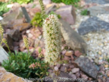 Petrophytum caespitosum Blüte
