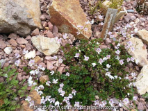 Parahebe spathulata