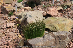 Trichophorum alpinum