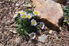 Townsendia rothrockii
