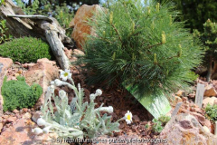 Tanacetum leontopodium
