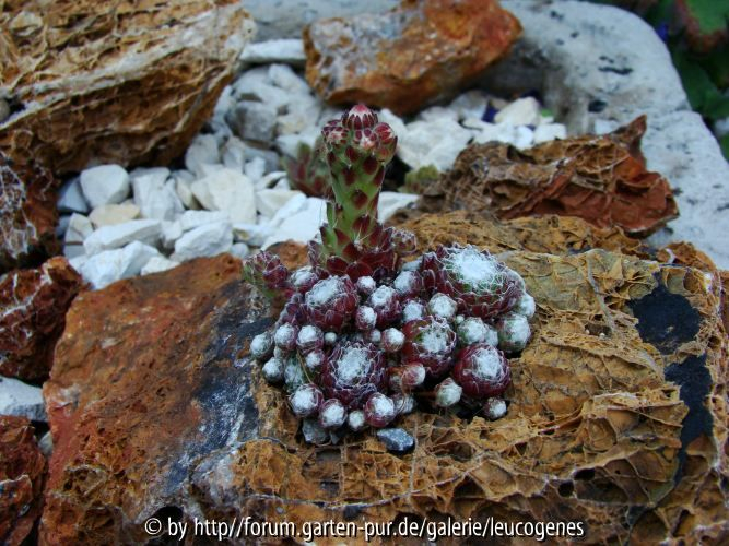 Sempervivum