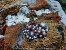 Sempervivum