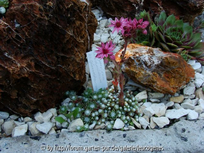 Sempervivum